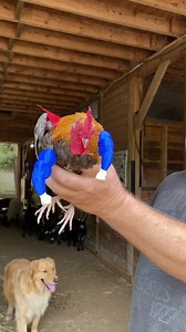 11K views · 213 reactions | It’s Super Grant our miniature Bantam Rooster | Our Farmacy | Facebook