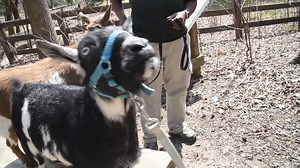 5K views · 48 shares | You've goat to join us for a Goat Trek during your next visit to the Zoo! It’s your chance to get up close with some very friendly (and furry) faces. Tickets: https://bit.ly/3wRzdL5  | The Maryland Zoo in Baltimore | Facebook