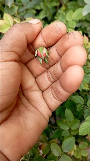 The beautiful journey from bud to flower #naturebeauty #naturelovers #gardening #blooming #shorts