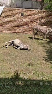 18K views · 1.6K reactions | Cookie has blessed us with a happy...