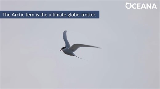 WATCH: Arctic terns undergo the longest migration of any animal! 🪽 | Oceana