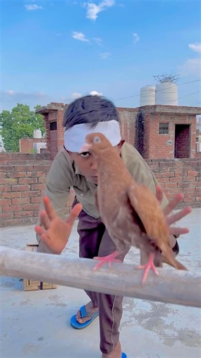 शिकारी ने कबूतर को पकड़ा लिया 🕊️😱ll #pigeon #helping #sad #shortsvideo