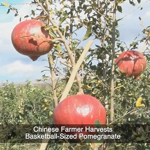 3.9K views · 55 reactions | At a pomegranate orchard in southwest China's Yunnan Province, the glossy deep red fruits hang like lanterns from the trees. The most eye-catching fruit this season is a basketball-sized pomegranate that weighs 2.5 kilograms and is 61 centimeters in circumference. | ShanghaiEye | Facebook