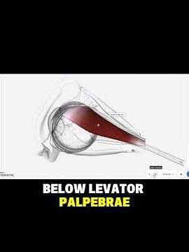 3-D Anatomy of the Eye Part 5 2nd Year MBBS #shorts #short #ytshorts #mbbs