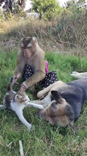 Mr. Monkey, Baby Cat & Dog Cuddle Cuties