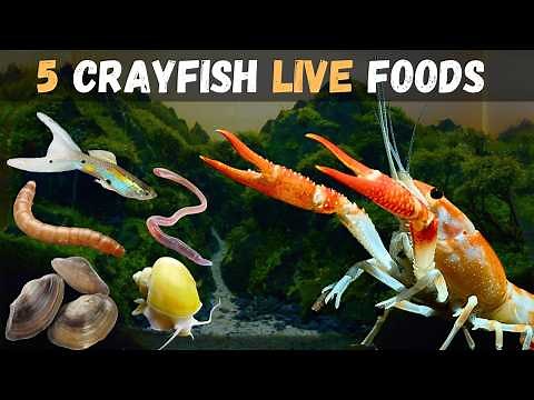 5 LIVE FOODS That Your CRAYFISH Will LOVE!