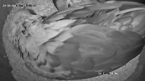 12K views · 861 reactions | So as per usual.. interfering Louie wants in on the action and assist with poor Quillie laying her egg﫣讀‍ She laid it without his help.. and he is already trying his best to take it in case it needs feeding! Baby girl.. you have the patience of a saint!!! 藍藍藍藍讀 Laid 5 seconds before vid ended.  | Macaws And More | Facebook