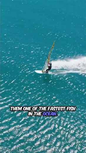 This Fish's Sword Stuns Prey in Seconds #Ocean #Predator