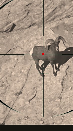 Mountain Goat Shooting | Tiro alla capra di montagna | Tir au bouquetin