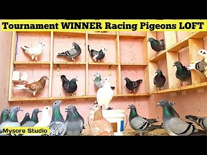 Homer Pigeons: WINNER Racing Pigeons LOFT | Homing Pigeons | Racing Pigeons Racing Kabootar