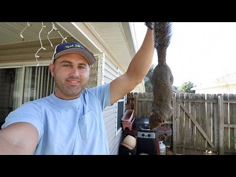 Catch and Cook Squirrel Dumplings ! (Trapping Squirrels)
