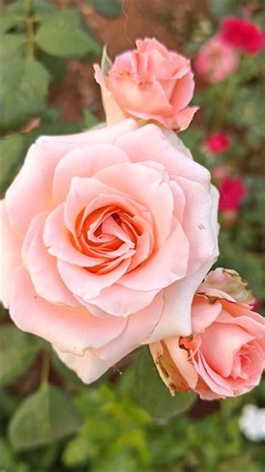 beautiful flowers 🌹🌹🌹#youtube #viral #rose #trending #shorts
