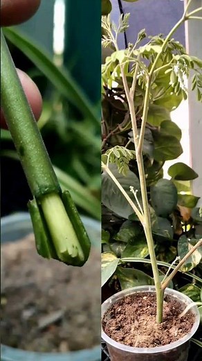 🌱 How to Amazingly Grow Moringa from Cuttings – Fast & Easy Propagation!