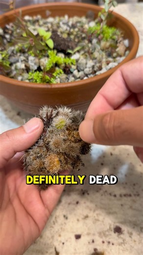 I Overwatered My Cactus… Then This Happened