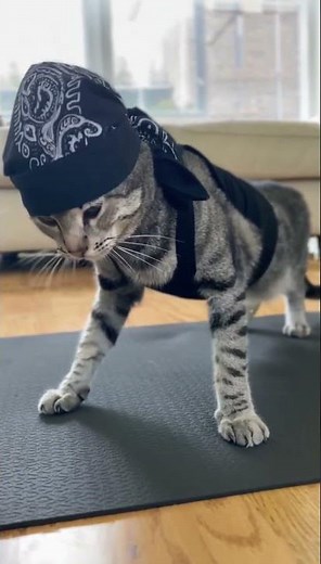 Funniest Cat Exercise Routine Ever!