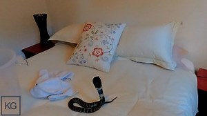 Deadly Spitting Cobra in My Bedroom