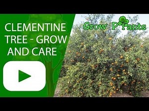 Clementine tree - growing and care