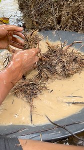 237K views · 1K reactions | Golden filter root #goldenfilter #mencariemas #golddiscovery #mininggold #treasure | Arsenio Gold Hunting | Facebook