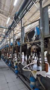 108K views · 2.1K reactions | Biggest Dairy Farm sa Pinas Ngayon! #agribusinesshowitworks | Agribusiness | Facebook