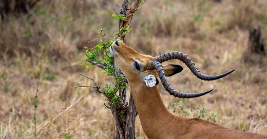 What Do Antelopes Eat?