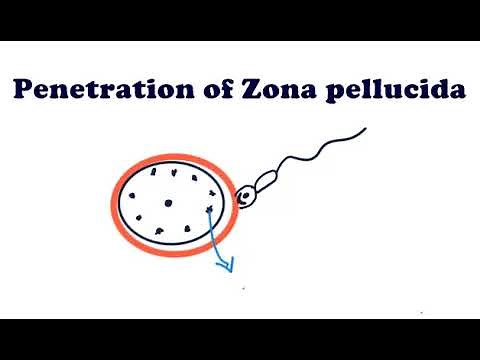 Embryology : First week of development : Fertilization