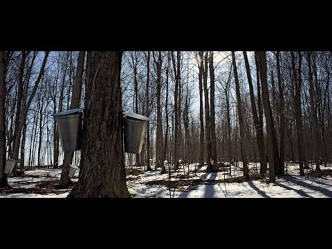 Making Maple Syrup at Home