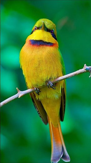 Colorful Birds in Nature – Peaceful Bird Songs & Calm Forest Ambience for Focus and Relaxation