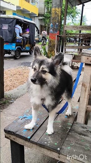 U happy I happy 🤗 #dogeshbhai #dog #puppy #2025 #vlog #pets #adoptstrays #godblessyou #christmas