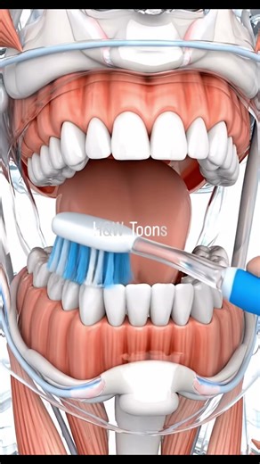 HOW TO INTRODUCE TOOTH BRUSHING: Foundational Steps #3DMedicalAnimation
