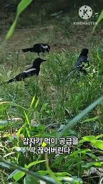 [정재용의 시선] 까치의 스파르타식 새끼 교육
