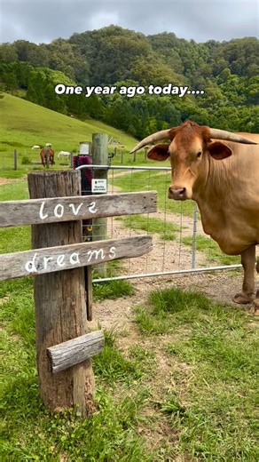 Bucky’s story began on a ‘beef’ farm. He was born a twin, and when his mama couldn’t care for them both, a caring neighbour stepped in to hand-rear him with love and kindness.🙏 Eventually Bucky grew into a magnificent steer (a castrated bull) with ENORMOUS horns. Yet he was always gentle and affectionate towards his human family, their dog, horses, and the moo-friend who he shared a paddock with. Then, when Bucky was 5 years old, his beloved paddock pal passed away and the situation with the ‘b