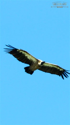 3.2K views · 84 reactions | They soar high, sometimes unnoticed,...