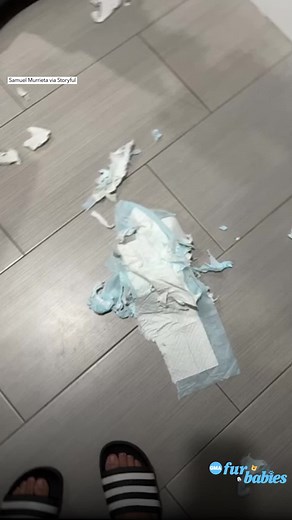 Big Dog Protects Small Puppy from Owner's Scolding | Heartwarming Moment