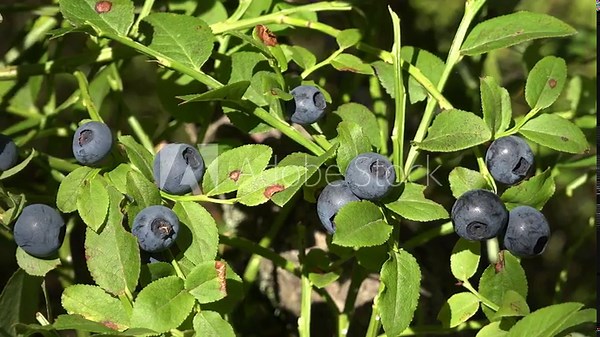 Huckleberry Bush in Wood, Berries, Forest Fruit in Mountains, Wild Bilberries, Blueberries, Huckleberries, Vaccinium Corymbosum