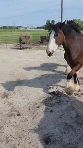 2.8K views · 171 reactions | I believe these huys approve of their new outside runs only few days and we will be heading to Nebraska's Big Rodeo come watch these guys strutting there stuff #clydesdale #prcarodeo #prcaspecialtyact #nebraskabigrodeo #brokenspokeclydesdales | Broken Spoke Clydesdale's | Facebook