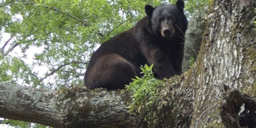 This Tennessee county is seeing an increase in black bear sightings. Here’s why