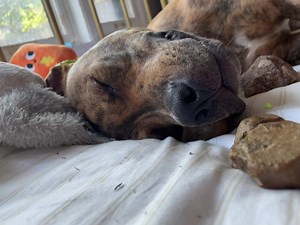 1.5K views · 237 reactions | Just a boy sleeping with his rocks 直 Monty would really like to be sleeping with you instead in his forever home. Monty knows so many commands, has excelled at potty training, loves to play, but also sleep. He goes on so many outings with his foster mom annd does great. Are you Monty’s forever family - apply here - https://www.mopitbullrescue.org/monty | Missouri Pit Bull Rescue | Facebook