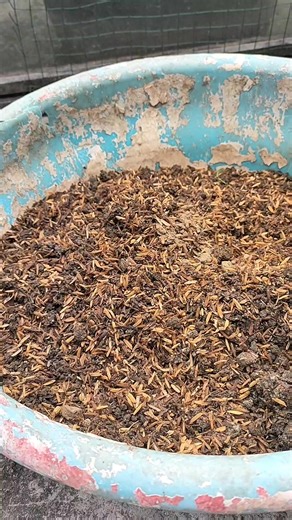 30 reactions · 11 comments | This is a mixture of rice husks with a little compost and goat manure. Ready to use as a planting medium. #plants #ornamentalplants #plantingmedia | Iksan Red | Facebook