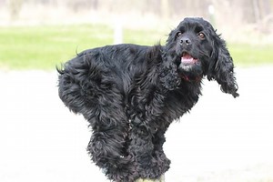 Talented Cocker Spaniel Demonstrates Just A Few of the Over 250 Remarkable Tricks In Her Arsenal