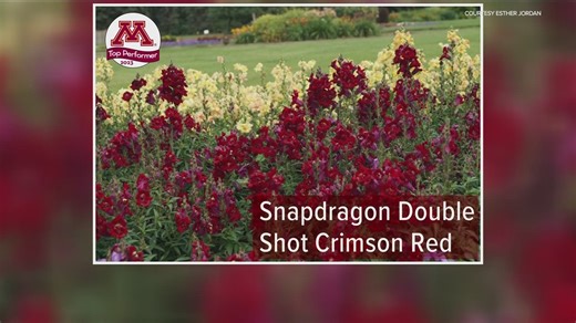 Grow with KARE: 2024 Top Ten list of annuals to plant this year