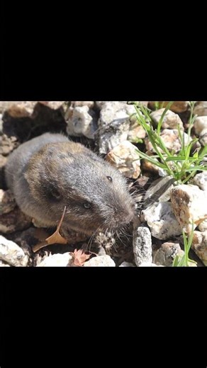 Gopher In Action