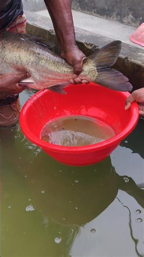 Fish Breeding Secrets – Egg Collection🐟 #viral