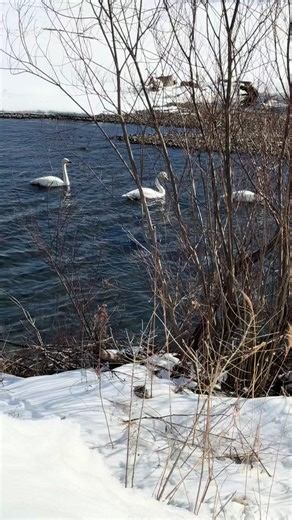 白鳥の湖ではなく、白鳥の川です😅 ナイス👍タイミング #北海道