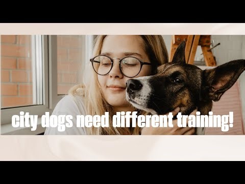 Puppy Training Explained For Apartment Dwellers - How I Wish I Was Taught