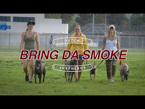 Bring da smoke - Dutch shepherds