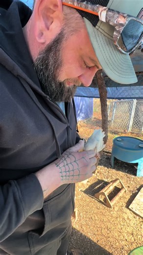 Culling Quail: Male vs Female Insights