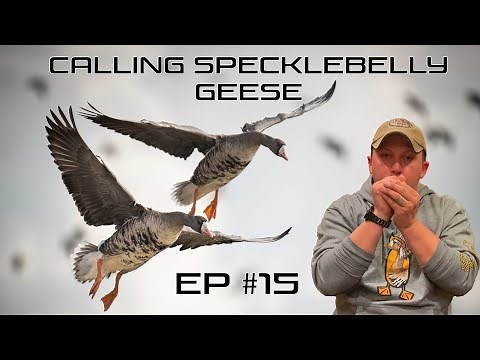 Calling Specklebelly Geese - EP #15 Field Facts with Forrest