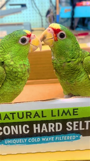 Meet the Spectacled Amazons: Your Pocket-Sized Parrots
