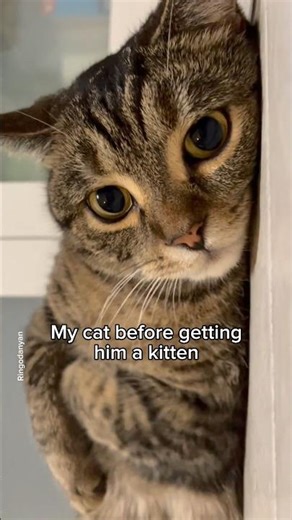 The kitten effect is real😻 #shorts #cat #funny