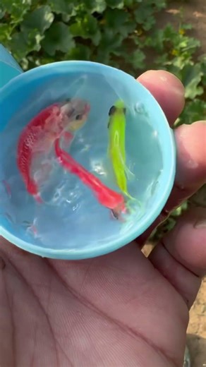 You Won’t Believe This Fish #fishvideo #funny #aquaticpets